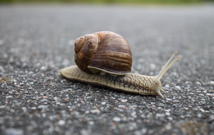 Using garlic against slugs