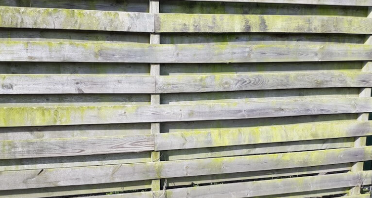 Get rid of green buildup on your fence with green soap