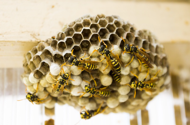 Use rosemary and mint to fight off wasps