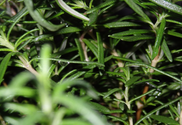 Use rosemary and mint to fight off wasps