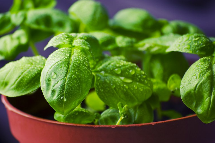 Use Basil to Repel Mosquitoes