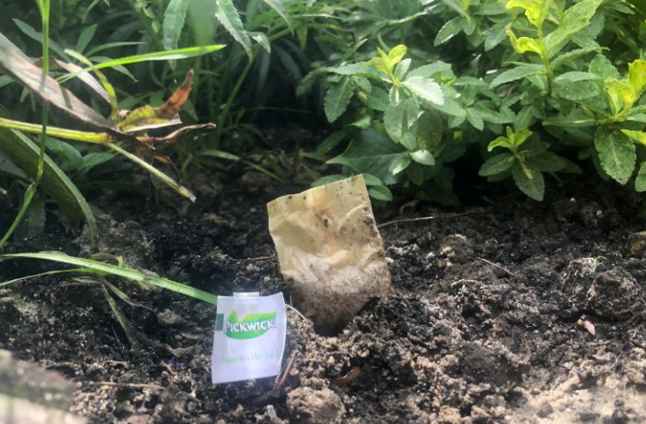 Put a used tea bag in the garden