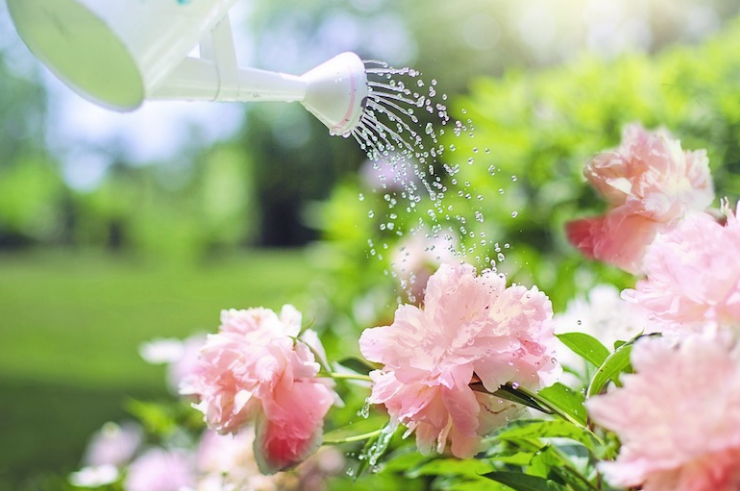 13. Use aspirin to give your plants a boost