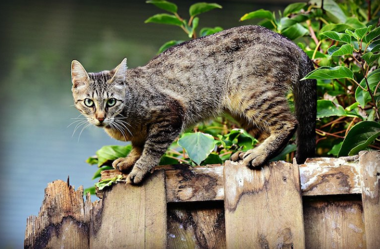 These 21 garden hacks will save you a lot of time and money - Pioneer COOKERY 2025 Keep neighbor cats out of your garden with lemon peels