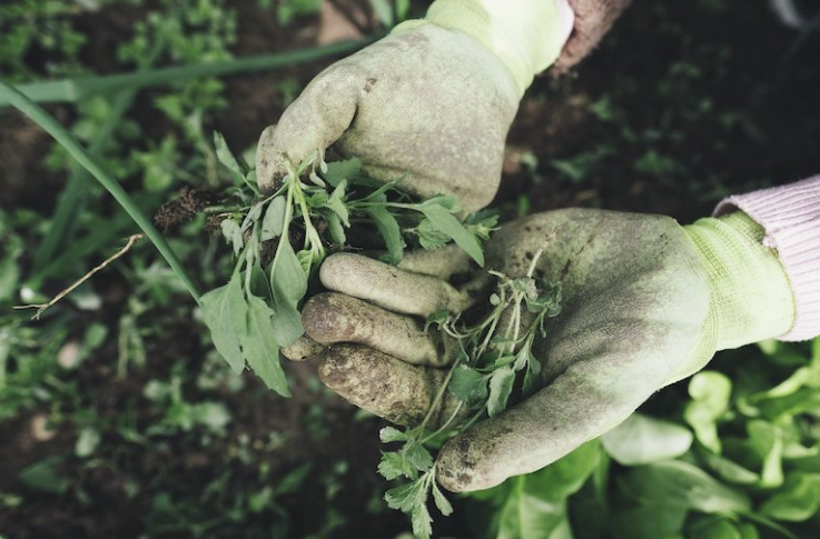 Use vinegar against weeds