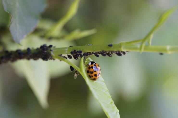 Control aphids with cold water