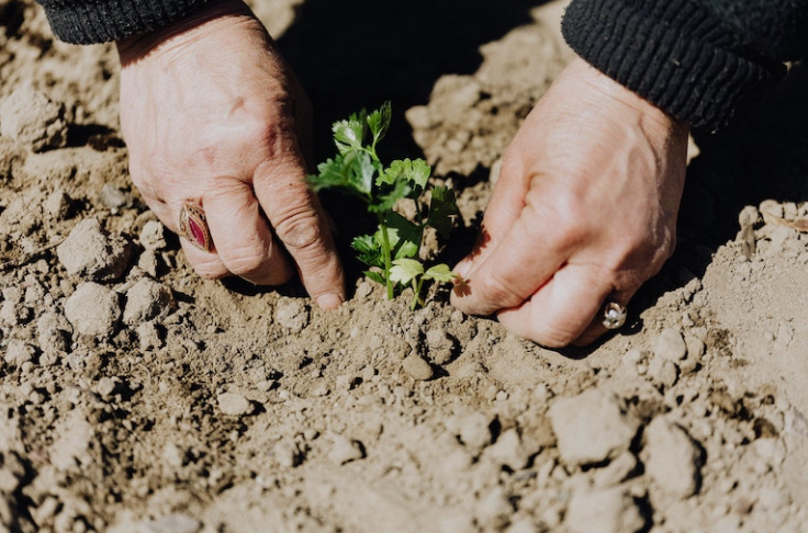 These 21 garden hacks will save you a lot of time and money - Pioneer COOKERY 2025 | +1000 Best Pioneer Healthy Recipes