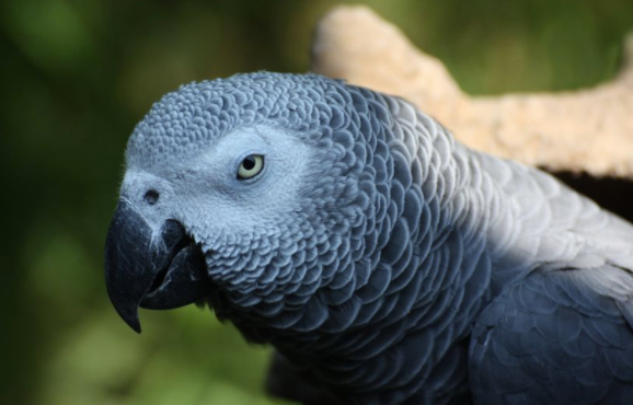 10 smartest animals - Pioneer COOKERY 2025 Parrot Jaco - 10 smartest animals