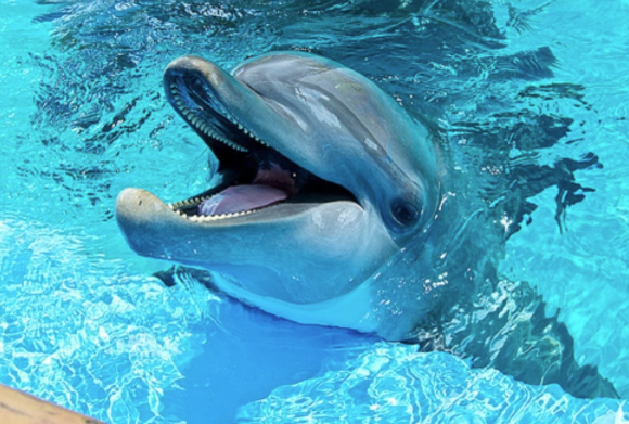 Dolphins - 10 smartest animals