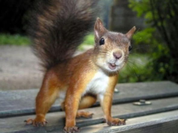 10 smartest animals - Pioneer COOKERY 2025 Chipmunks - 10 smartest animals