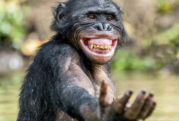 10 smartest animals - Pioneer COOKERY 2025 Chimpanzee - 10 smartest animals